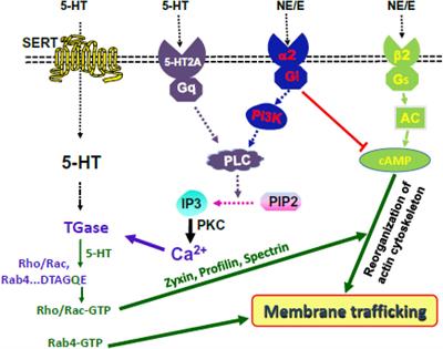 Responses of Plasma Catecholamine, Serotonin, and the Platelet Serotonin Transporter to Cigarette Smoking